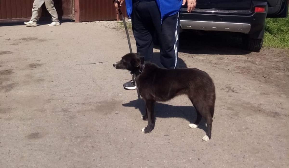 Собака из Курска нашла дом в Москве