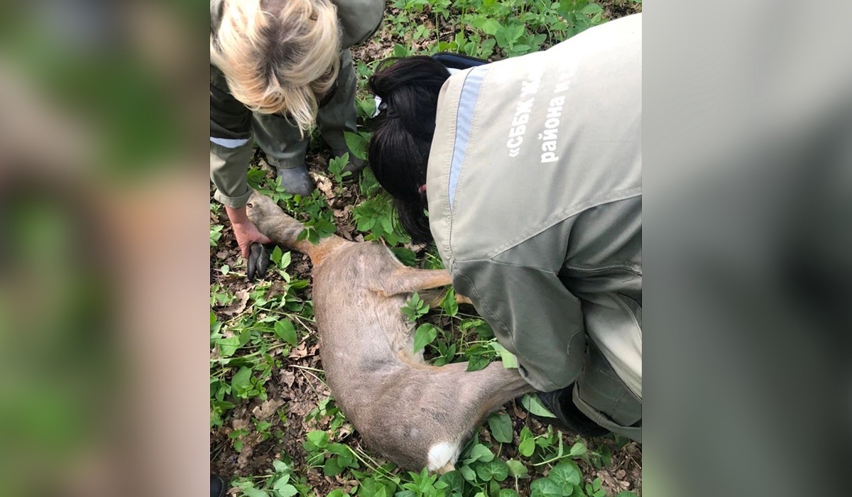 В Курской области охотоведы и ветеринары спасли косулю