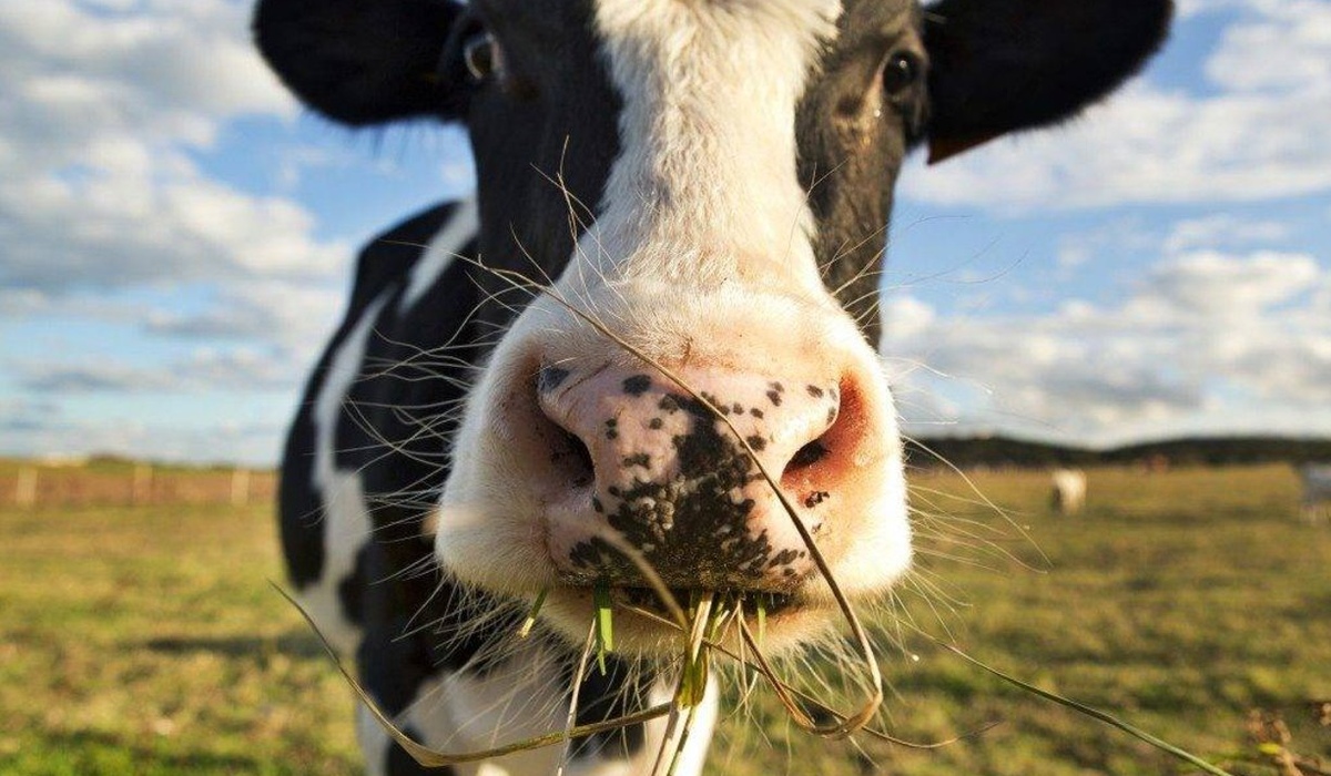 В Курской области осудили хозяев 120 коров, которые прорвали ограду и уничтожили картофель