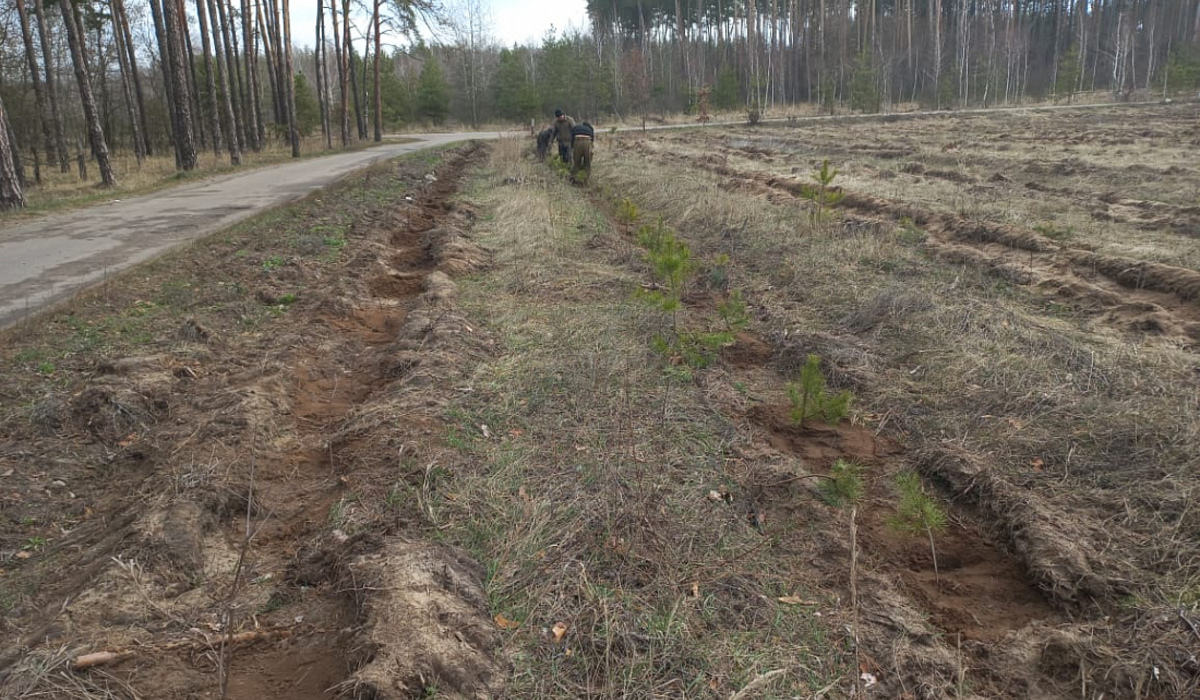 В Курской области высадили более миллиона деревьев