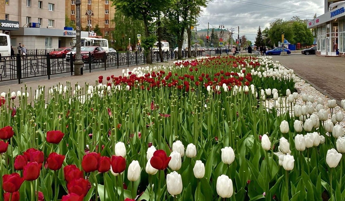 В Курске через 2 недели уберут тюльпаны с центральных улиц
