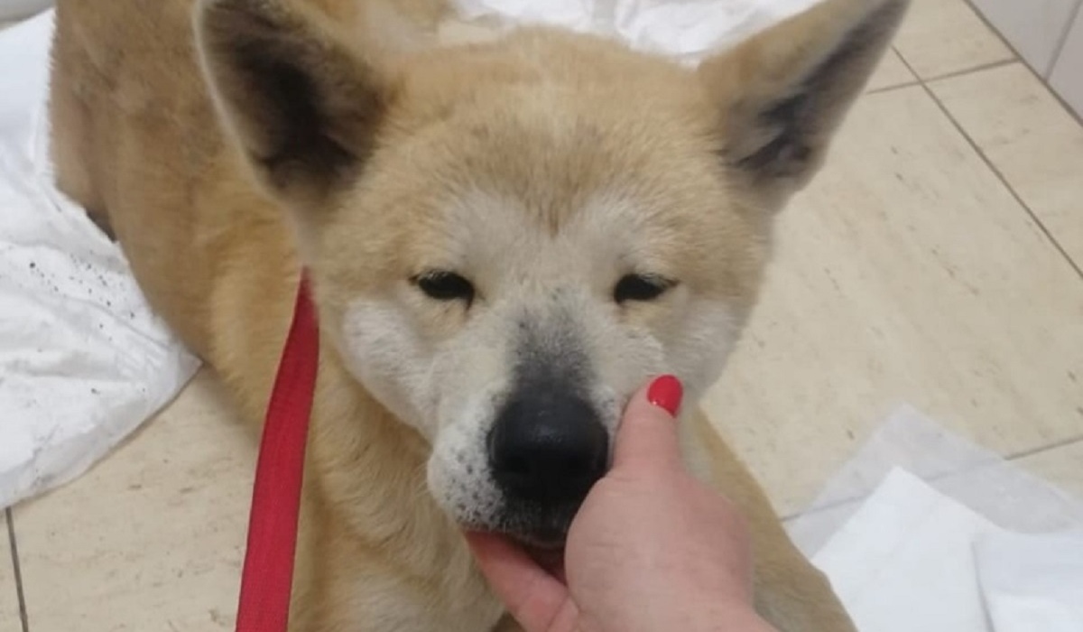 В Курске нашли собаку, которую выкинули хозяева после беременностей