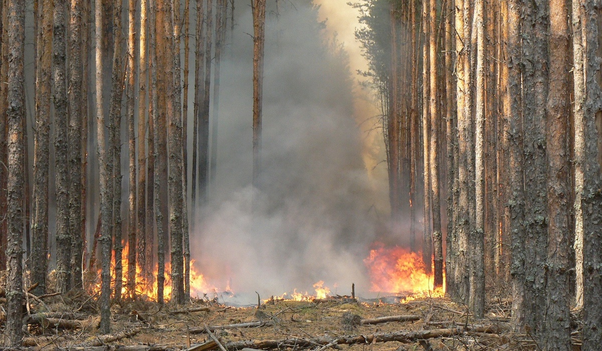 В Курске продолжается работа по обеспечению пожарной безопасности в лесах