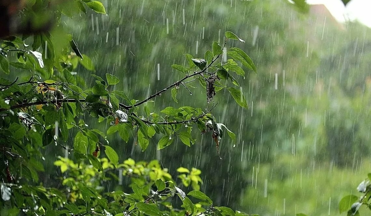 В Курской области 24 июня ожидаются дожди, грозы и 25 градусов тепла