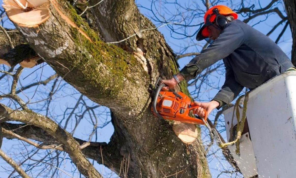В Курске убирают аварийные деревья в Георгиевском сквере