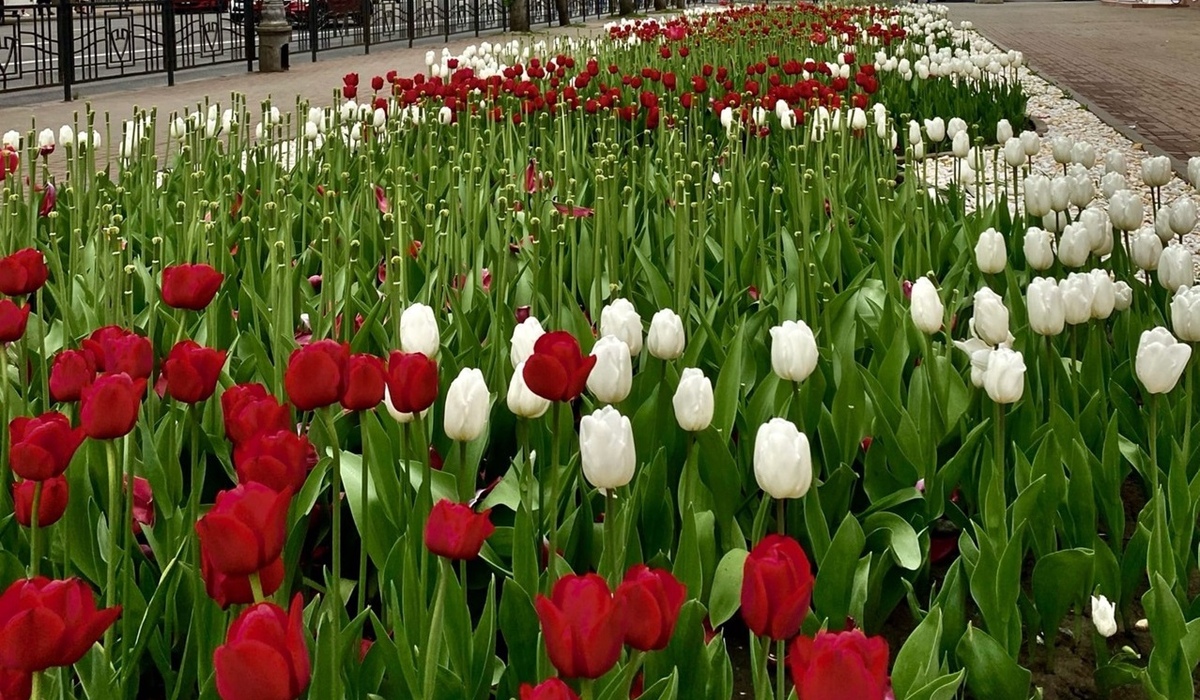 Куряне переживают за судьбу луковиц тюльпанов на улице Ленина