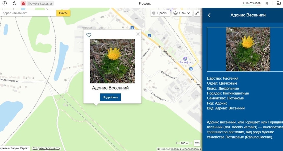 В Курске создали интерактивную карту исчезающих видов растений региона