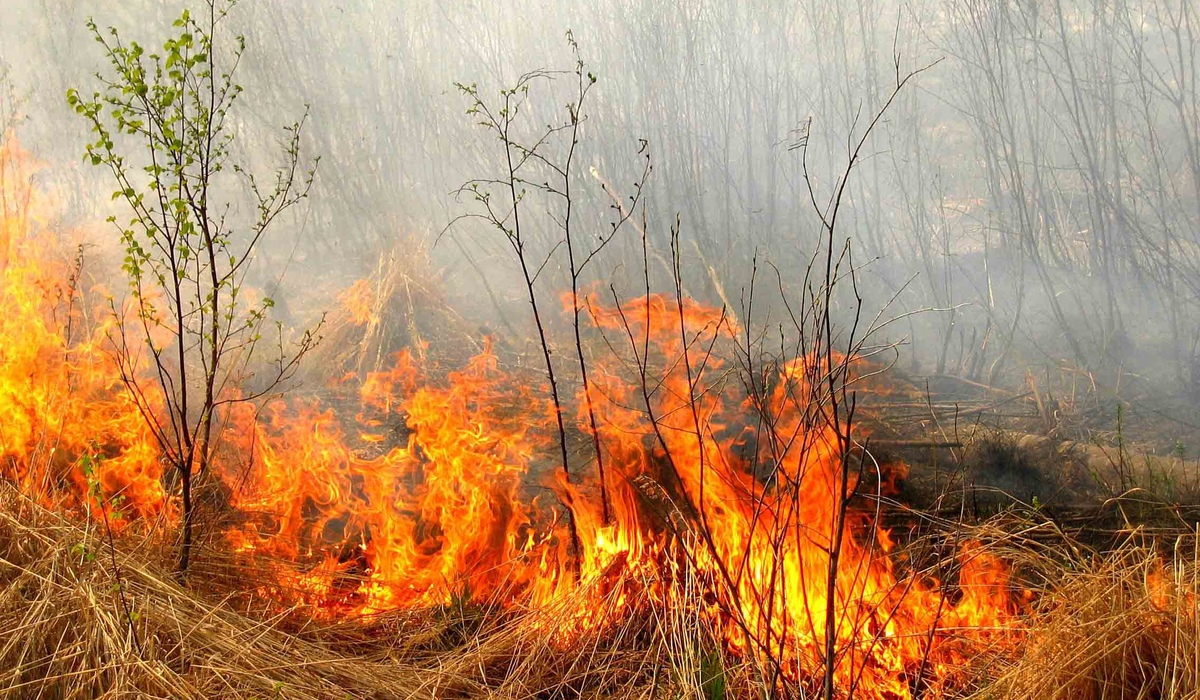 В Курской области объявлено штормовое предупреждение из-за высокой пожарной опасности