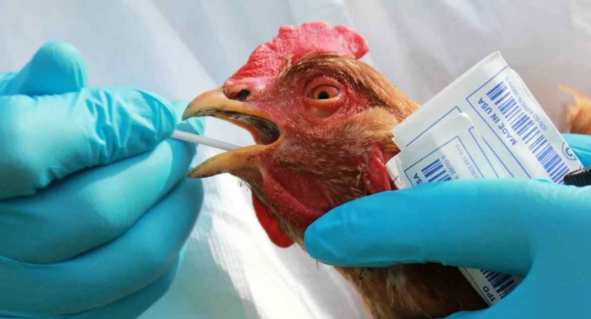 В Курской области выявлены новые очаги птичьего гриппа