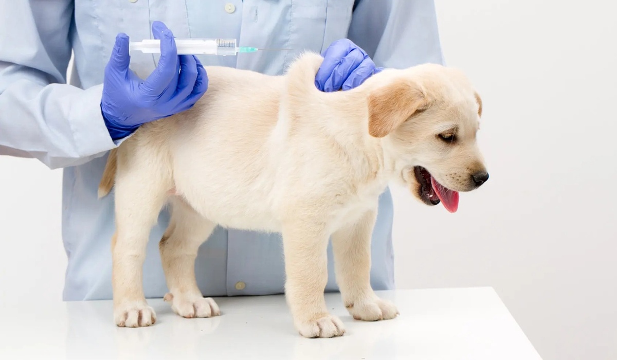 В Курске ветеринары будут бесплатно вакцинировать домашних животных от бешенства
