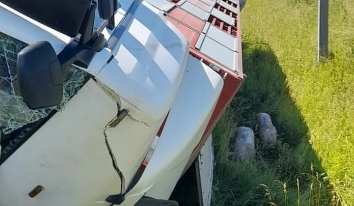 В Курской области 30 июня перевернулся грузовик с поросятами