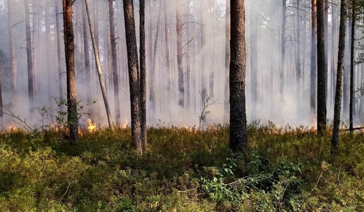 В Курской области прогнозируется 4 класс пожарной опасности