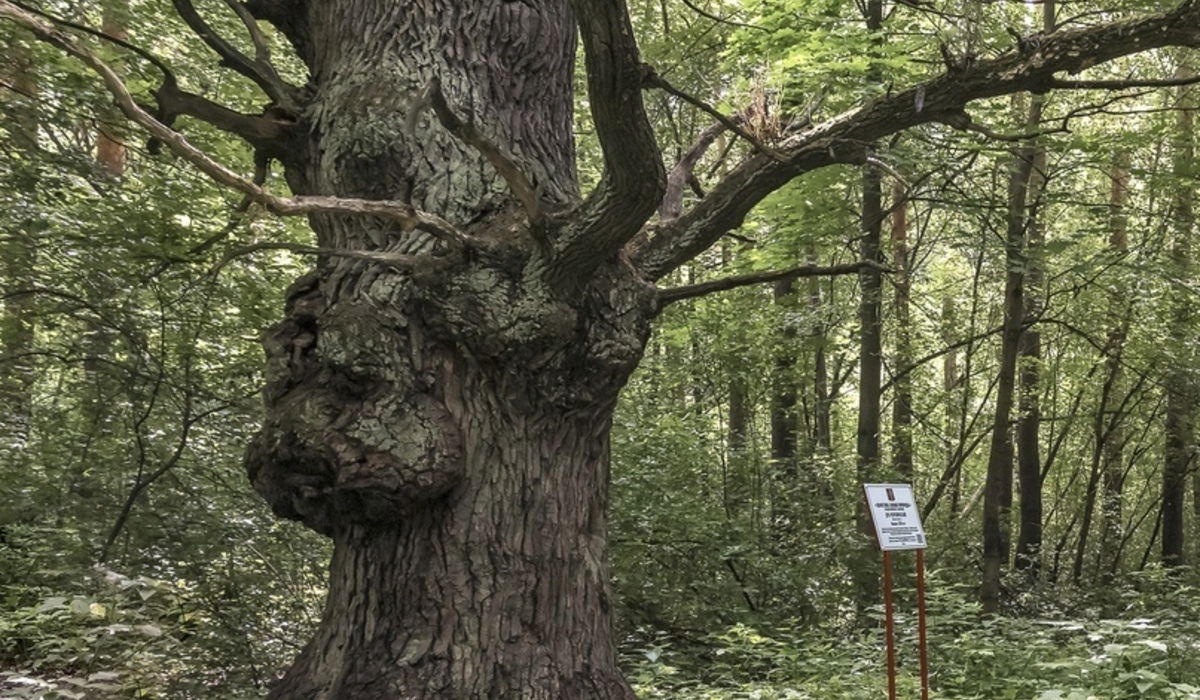 256-летний дуб из Курской области претендует на звание «Российское дерево года»