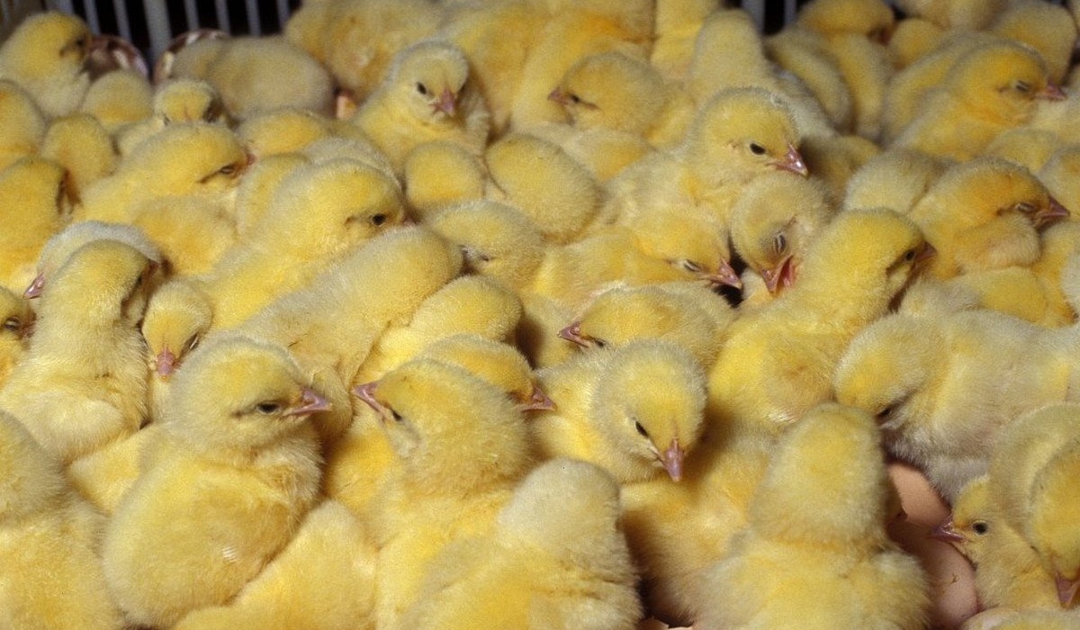 В Курской области троих мужчин осудили за кражу 796 цыплят