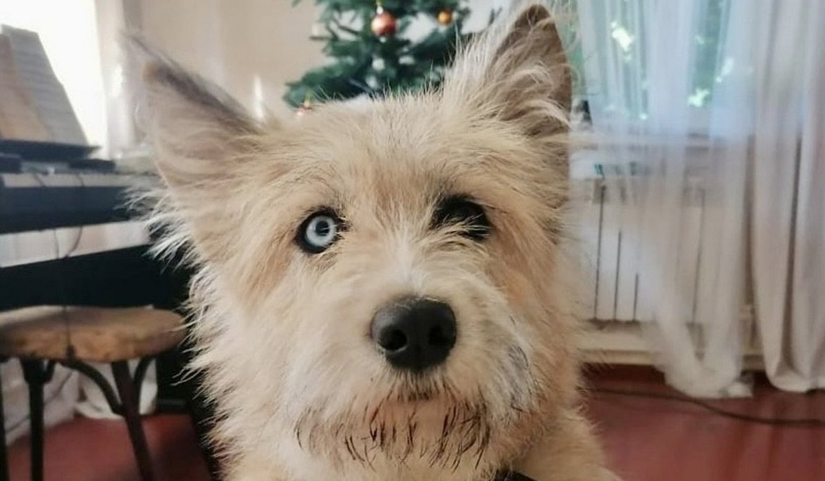 В Курске волонтеры спасли собаку с необычной внешностью