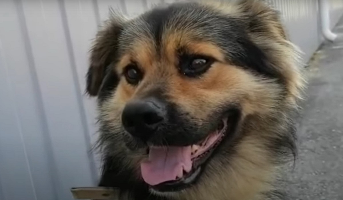 В Курске ищут дом для вывезенной из-под обстрелов в Харькове собаки