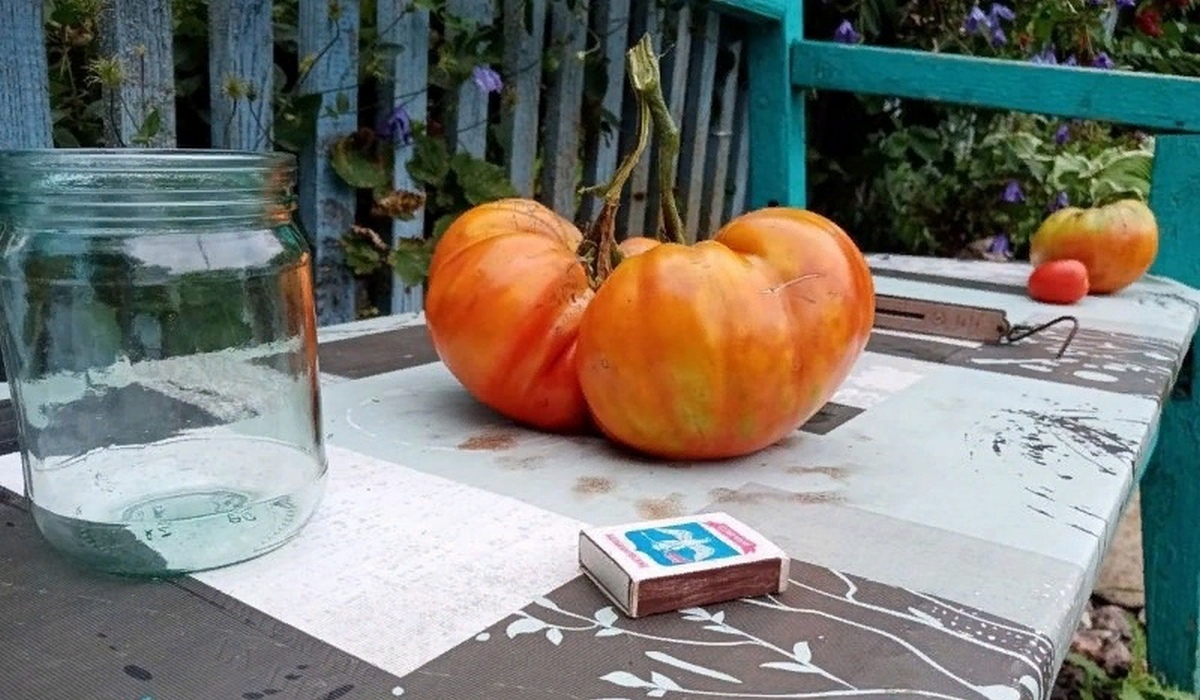 В Курской области выращен помидор весом 1,4 килограмма