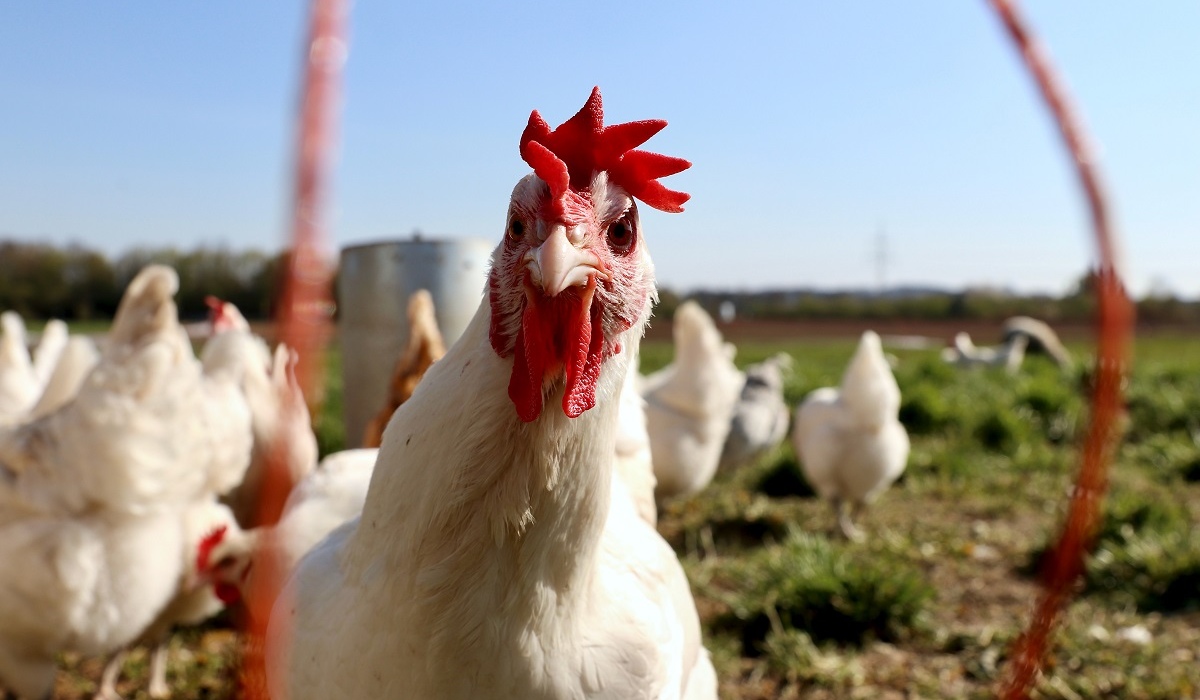 Из-за курских куриц в Калужской области уничтожили 21 тысячу птиц