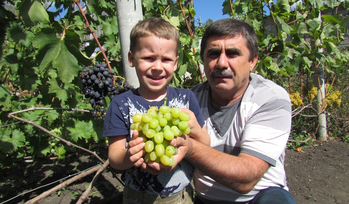 Курянин Алексей Скоков вырастил на участке 75 сортов винограда