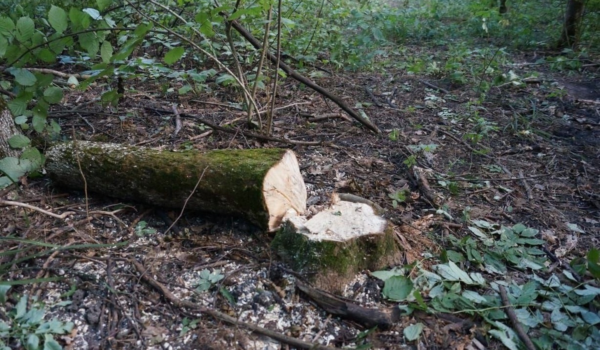 В Курской области неизвестные спилили ясени на 700 тысяч рублей