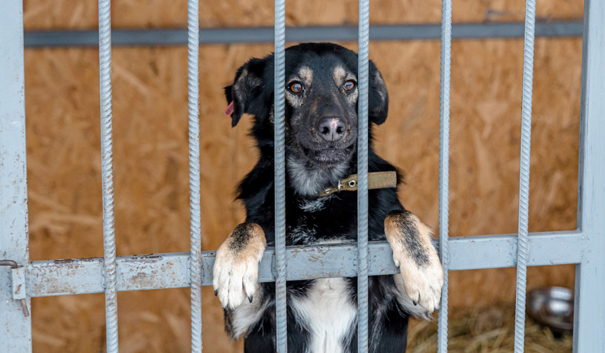 В курских зоомагазинах могут запретить продажу домашних животных