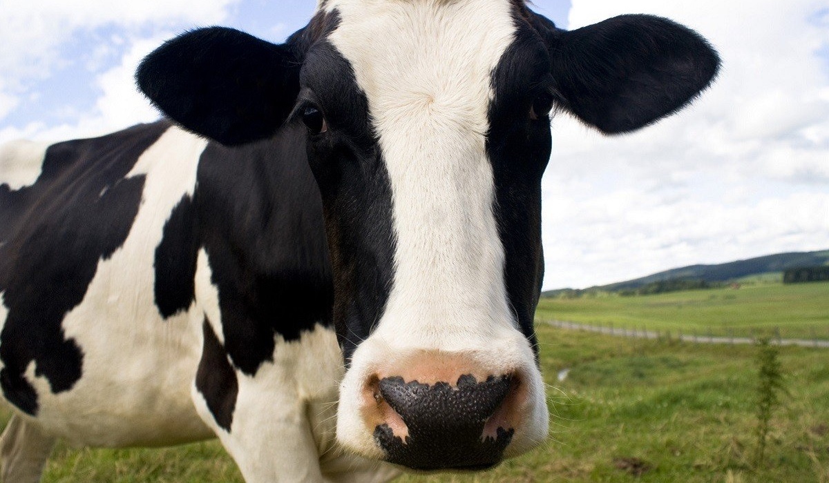 В курское село Болото привезли 238 коров из Дании