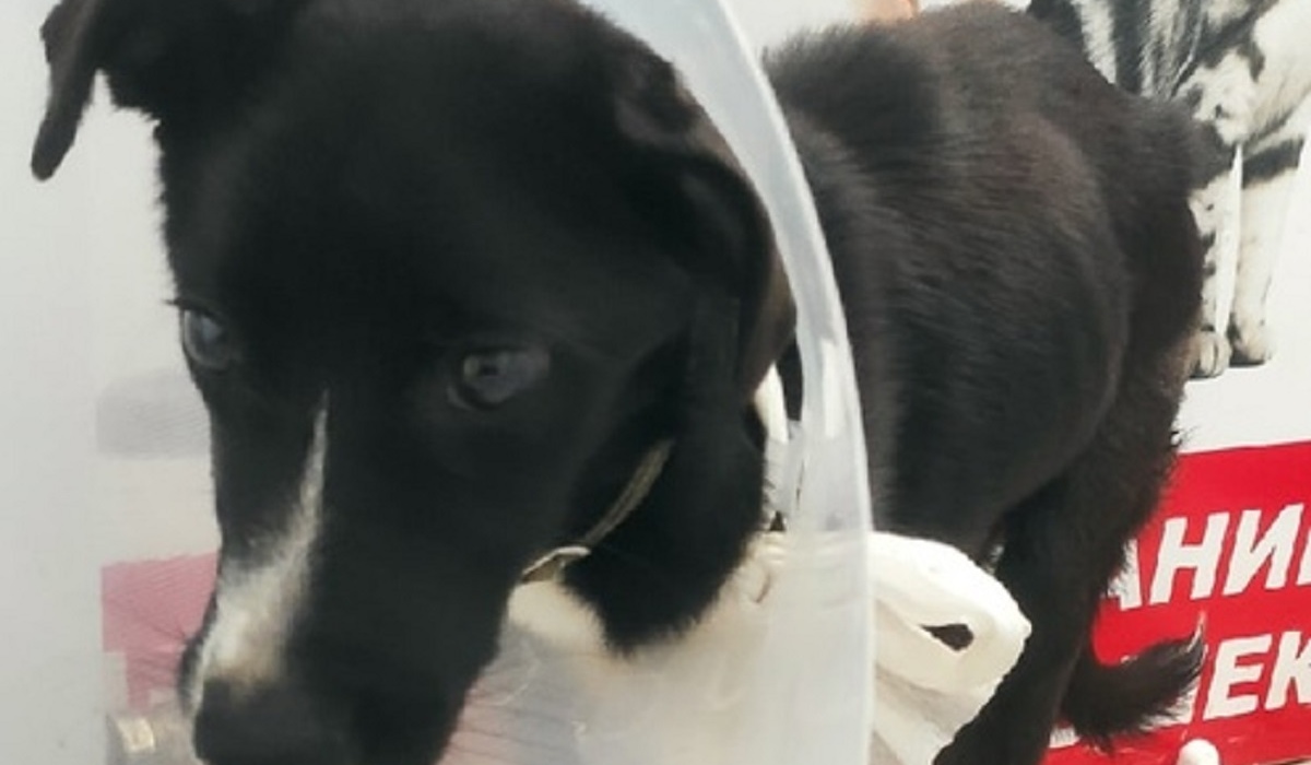 Истощённому псу в Курске сделали операцию по удалению пролежней