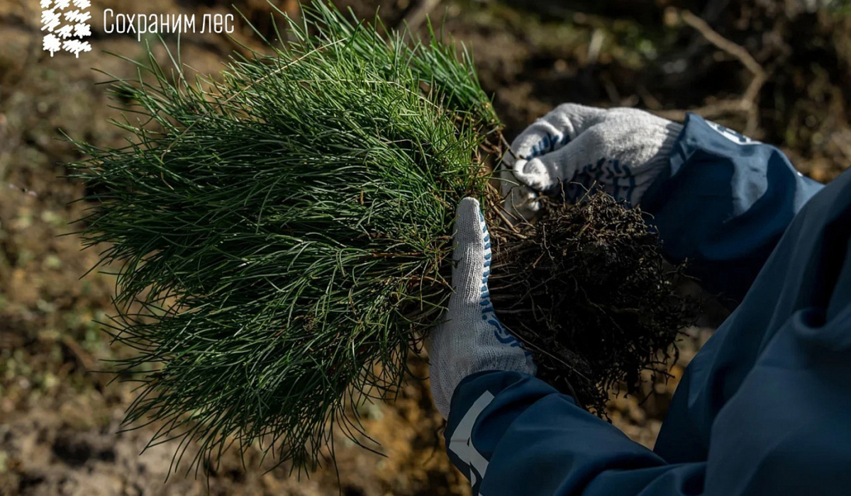 В Тимском районе Курской области высадят 40 тысяч деревьев