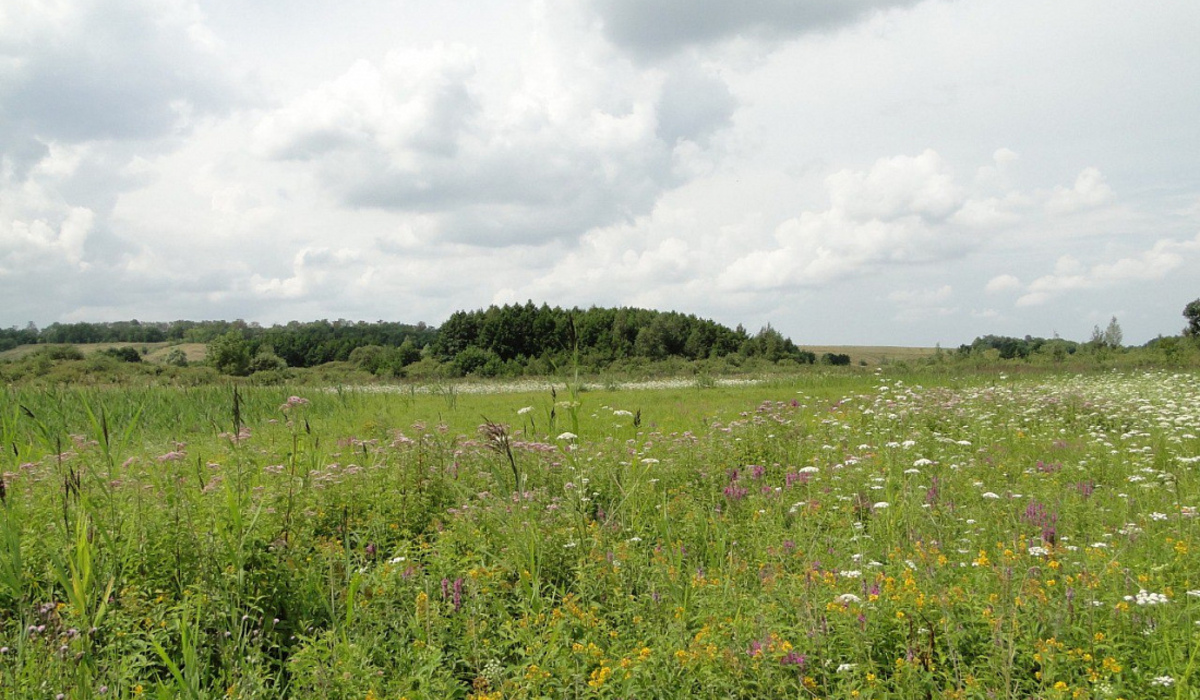 В Курской области создали охранную зону природного памятника «Болото «Борки»