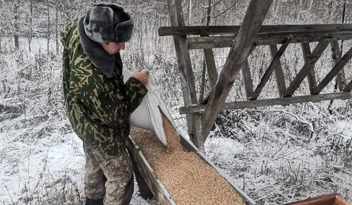 В Курской области охотники выложили в кормушки для диких животных более 70 тонн кормов