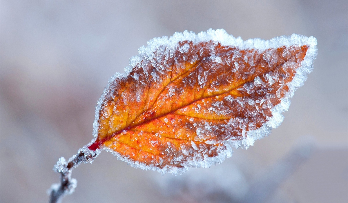 В Курской области 1 декабря ожидается похолодание до 10 градусов мороза