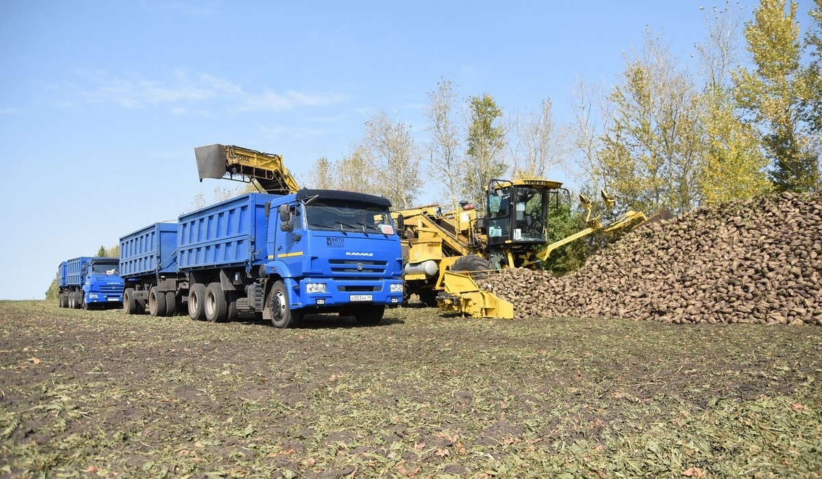 В Курской области убрали почти 80 процентов посевов свеклы