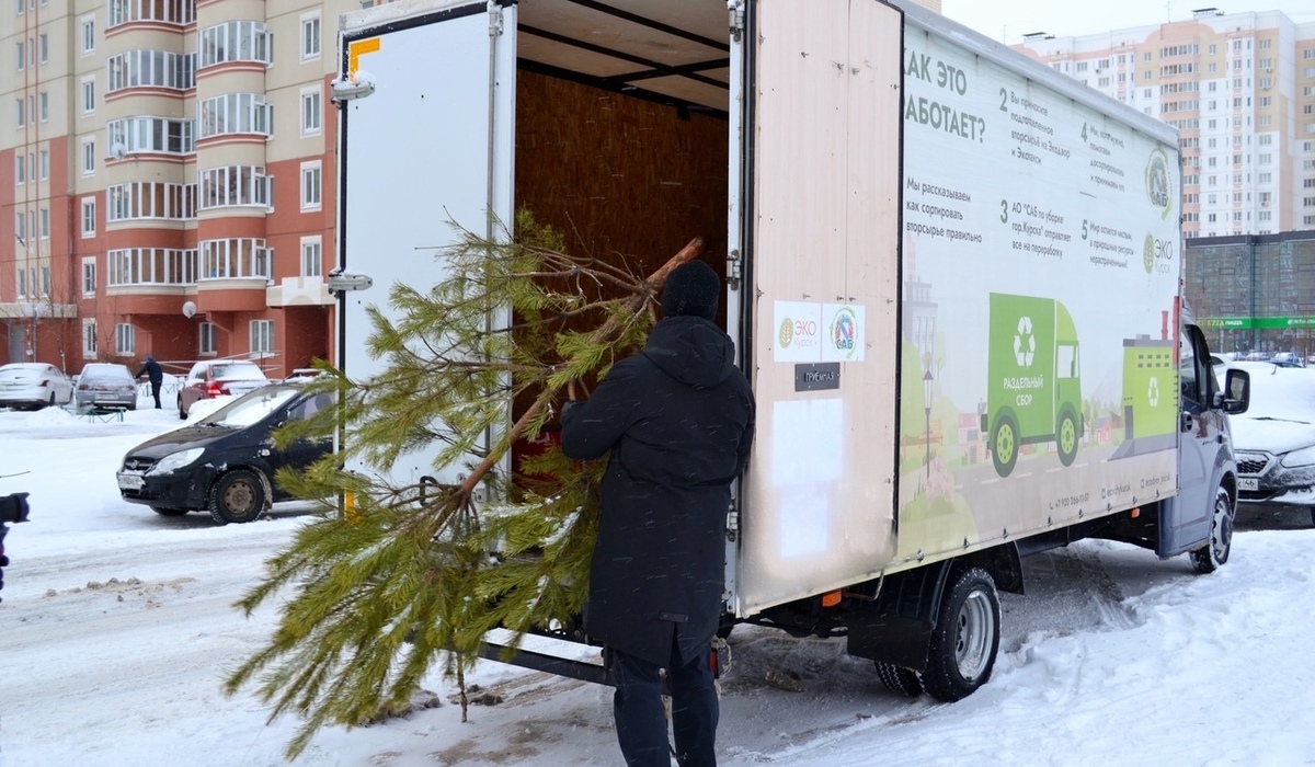 Куряне 21 января смогут сдать новогодние елки на переработку
