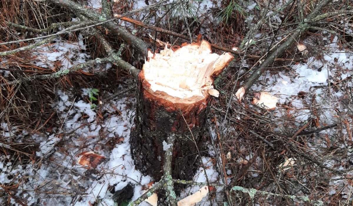 В Курской области выявили 6 случаев незаконной рубки хвойных деревьев