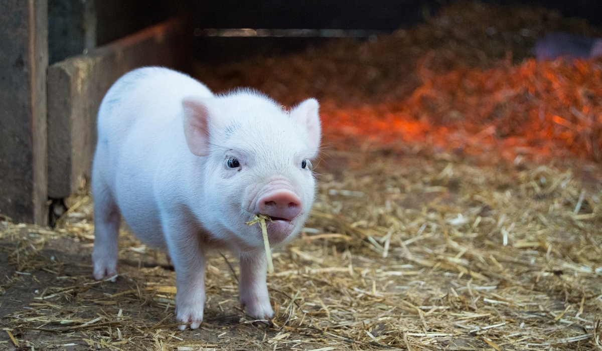 Курский производитель не смог получить страховую выплату за изъятое поголовье свиней