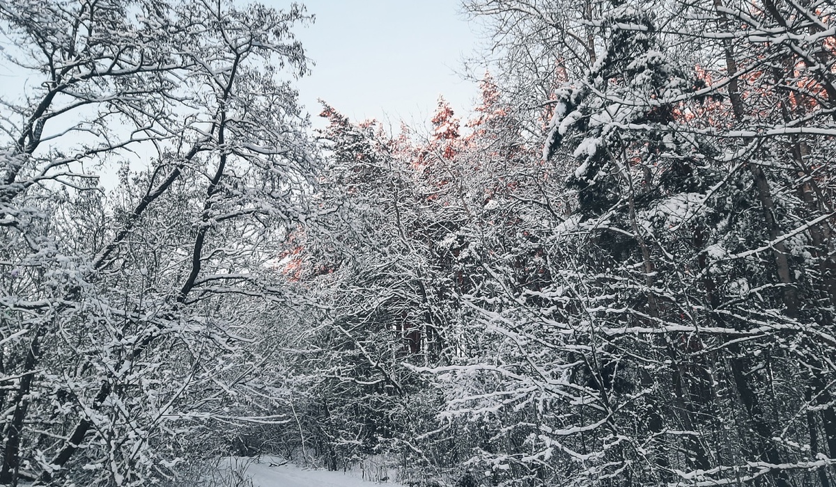 В Курской области 3 февраля ожидаются снег и +2 градуса