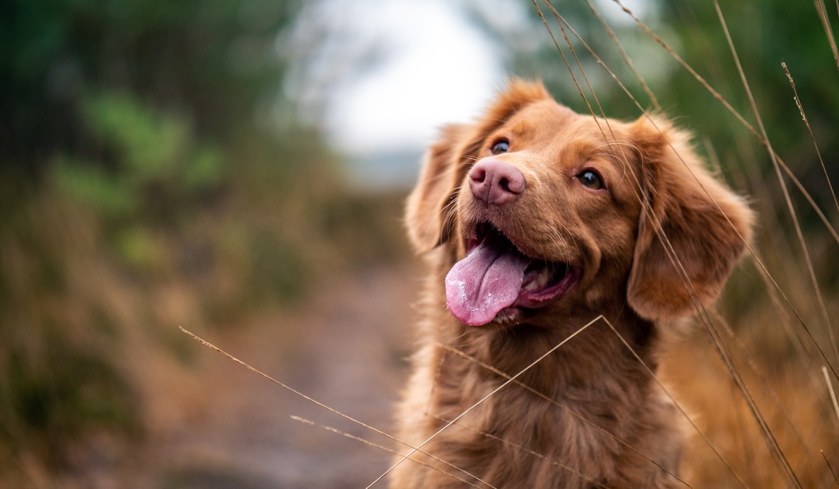 В Сеймском округе Курска потратят почти 9 миллионов рублей на отлов собак