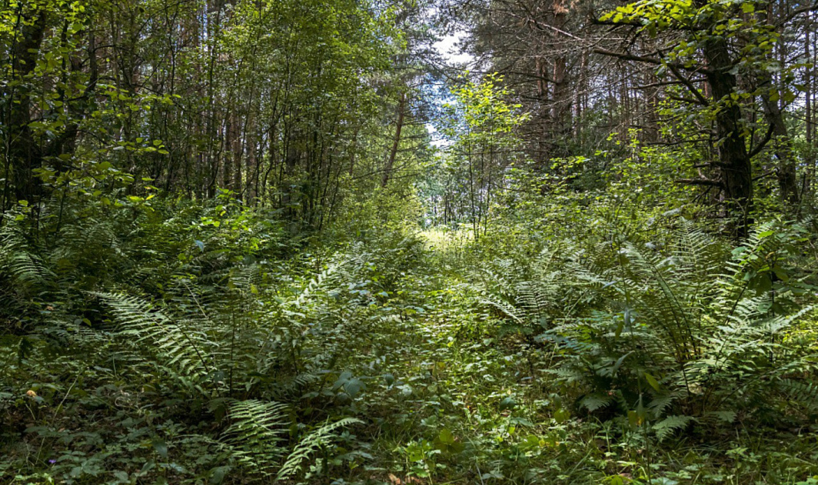 В Курской области создали памятник природы «Урочище Медвежье болото»