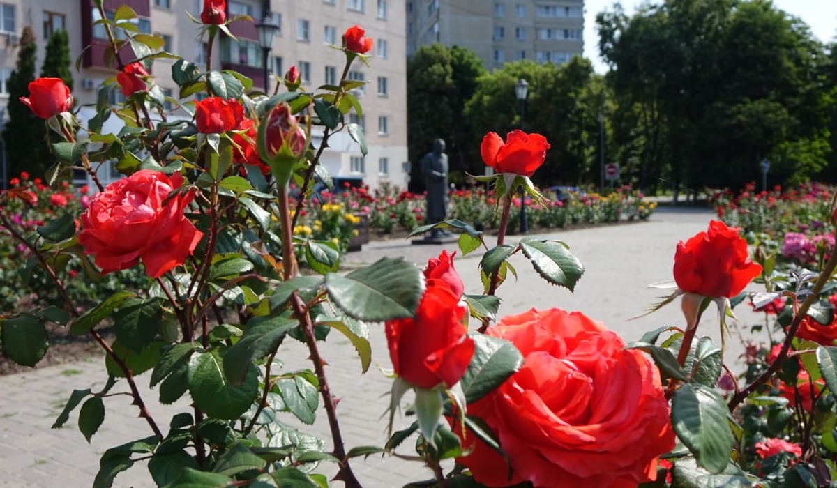 В Курчатове Курской области высадили 500 кустов роз