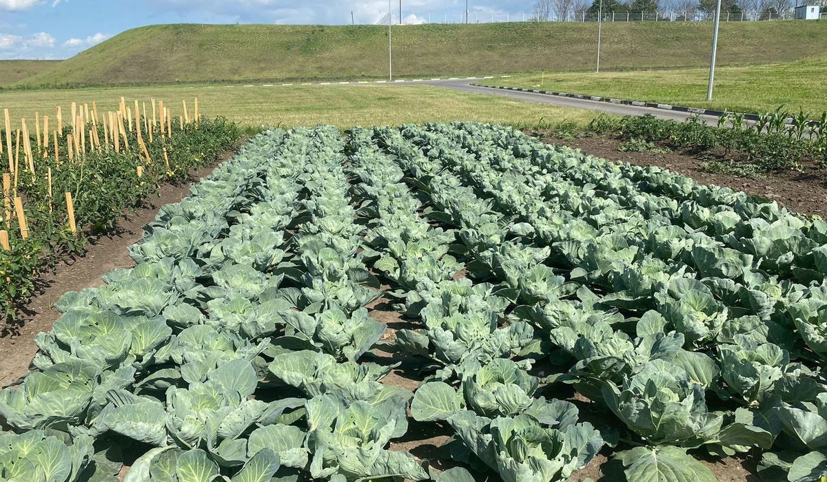 Сотрудники «Мираторга» вырастили почти 2 тонны овощей на приусадебном участке мясохладобойни в Курской области