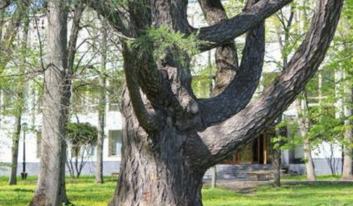 Курский 450-летний дуб признали памятником природы