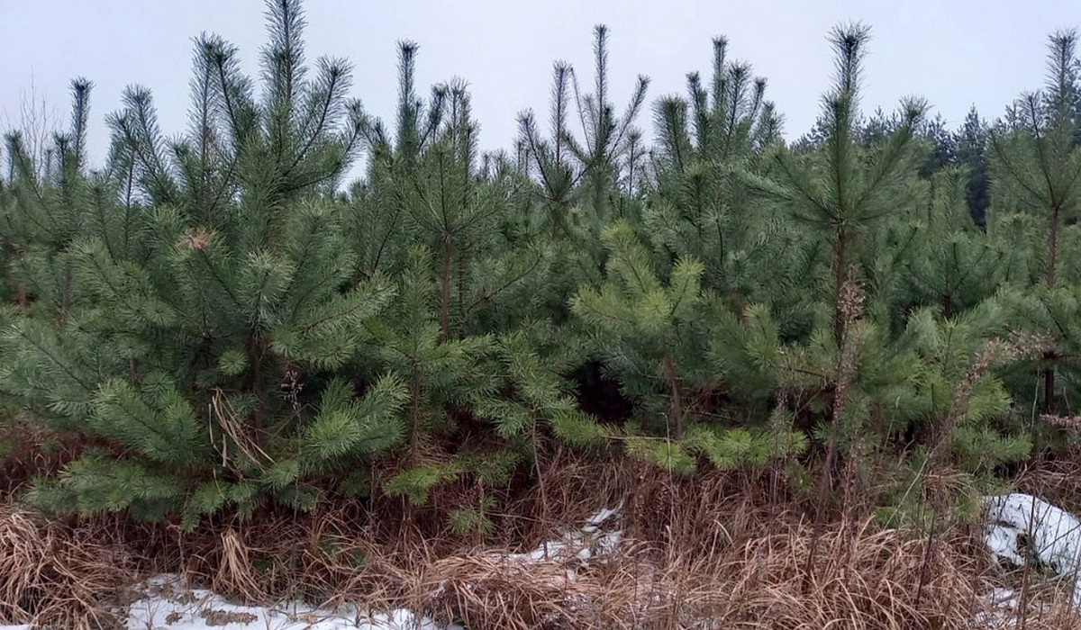 В Курской области перед новогодними праздниками усилят охрану хвойных деревьев