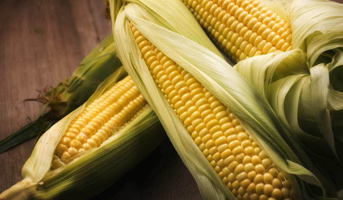 В Курской области повысилась урожайность кукурузы