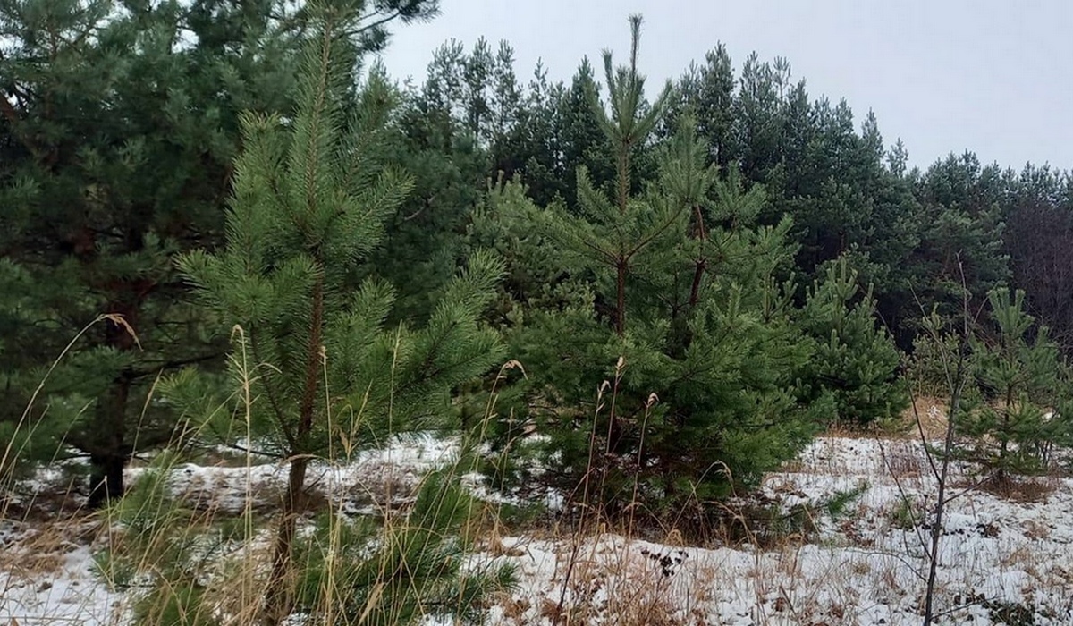 В Курской области с 1 декабря увеличилось количество патрулирований в лесах