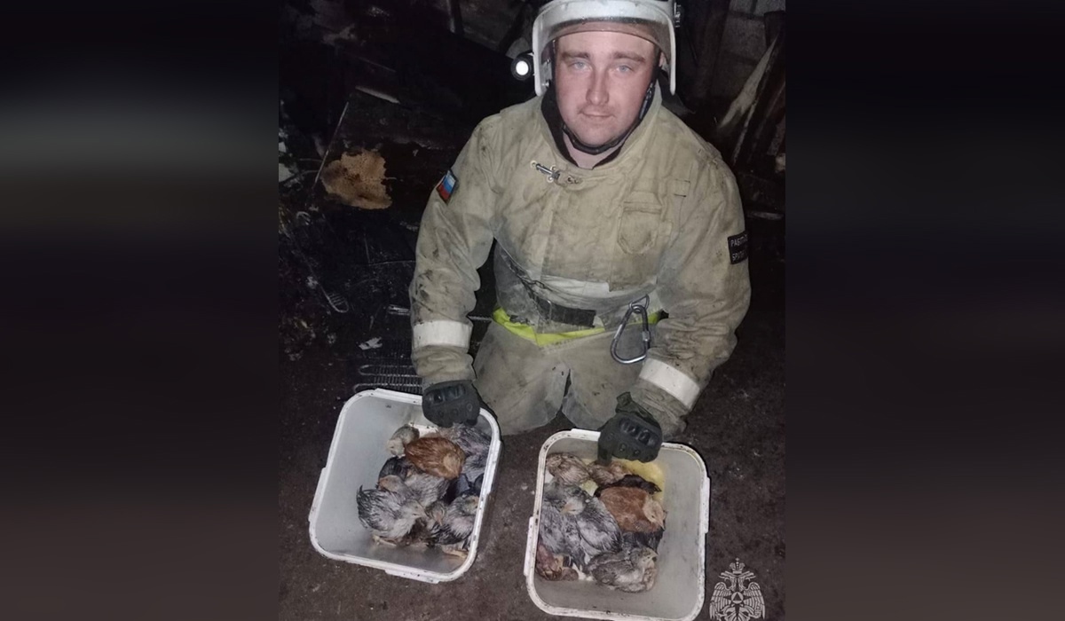 В Курской области спасатели вынесли цыплят из горящего сарая