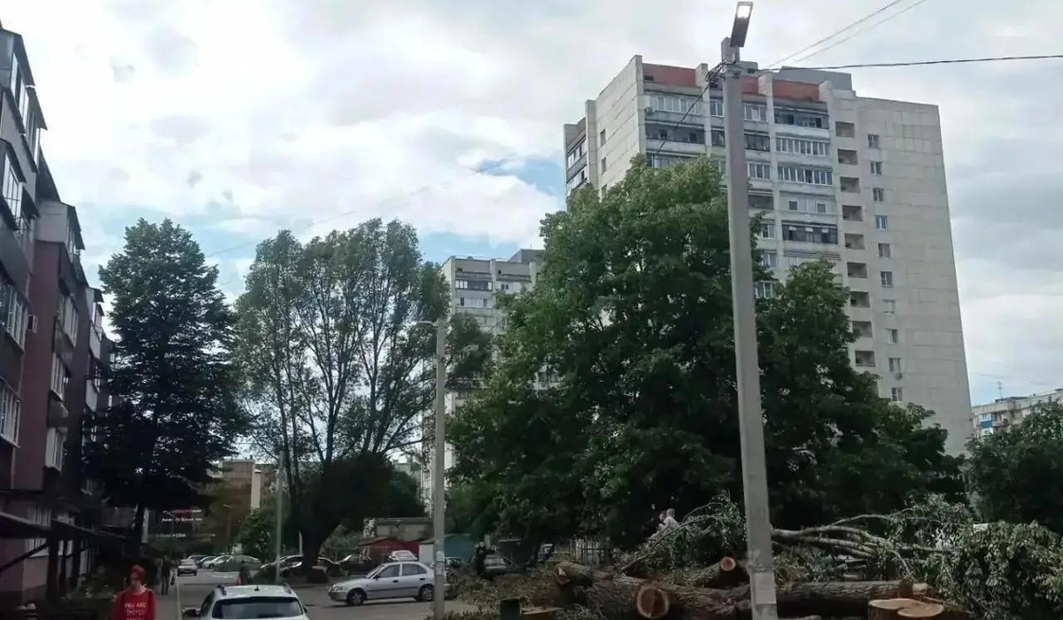 В Курске около дома №25 на улице Серегина снесли аварийные деревья