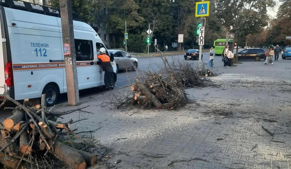 В Курске за неделю снесли 24 аварийных дерева