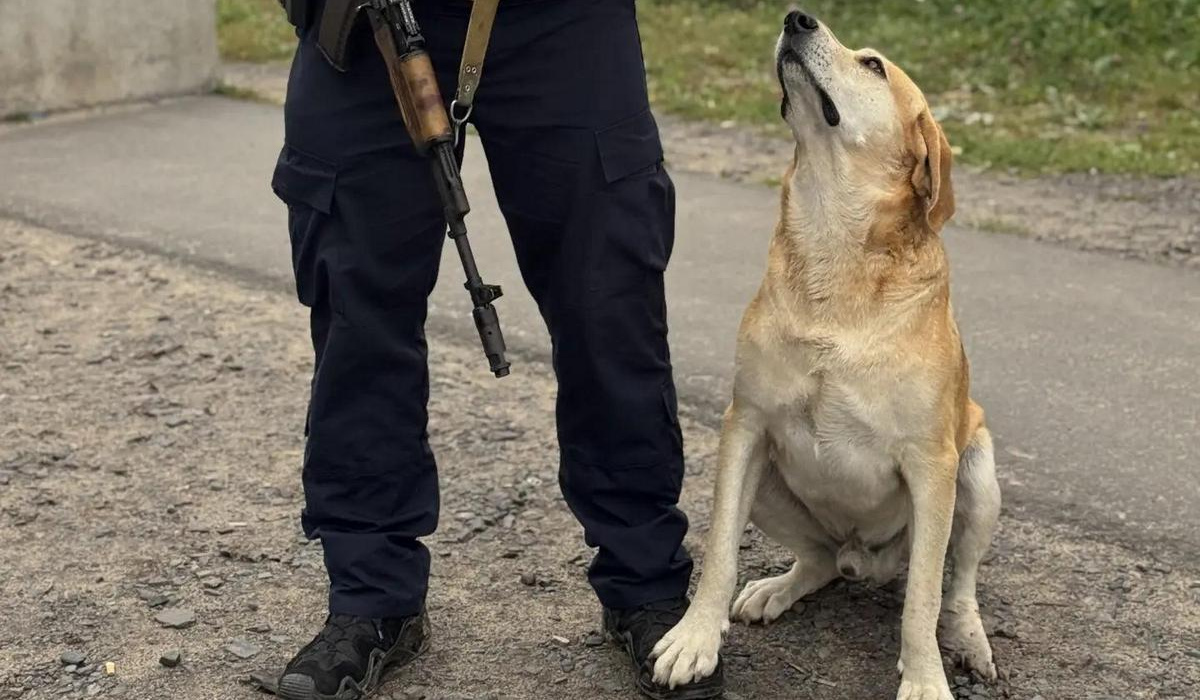 В Курской области полицейские обзавелись четвероногим напарником по кличке Рыжик