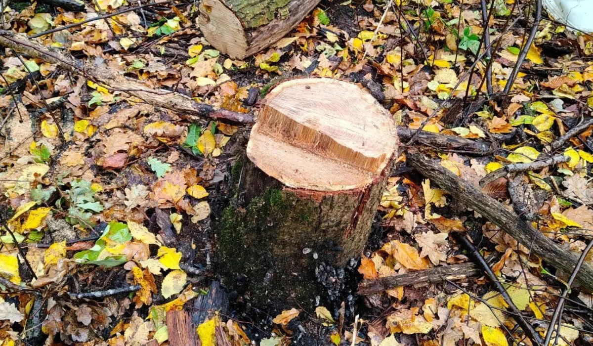 В Льгове Курской области пресекли рубку деревьев в парке «Дубовая роща»